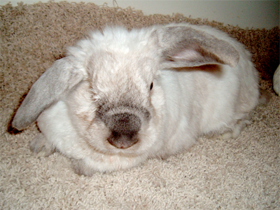 rabbit